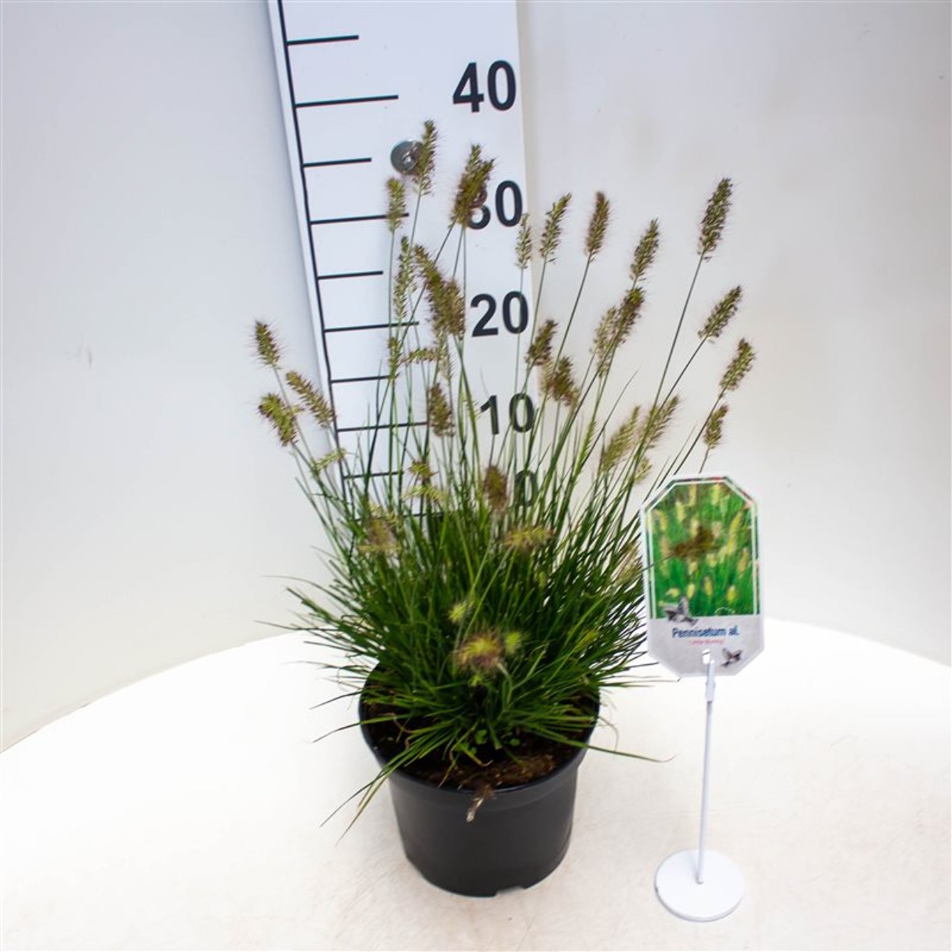 Pennisetum al. 'Little Bunny' - C3 25-30 CM